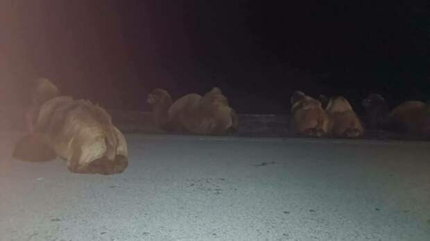 Верблюды на алтайской трассе / Фото: