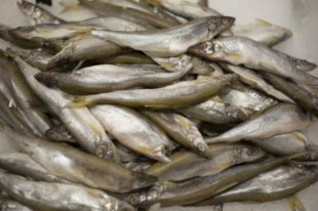 Можно ли охлаждённую рыбу хранить в целлофане?