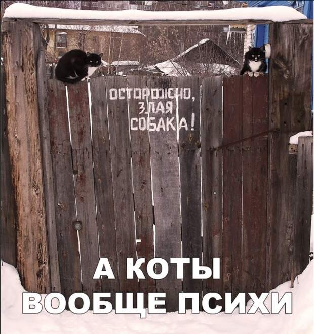Шутки и юмор без смысловой нагрузки