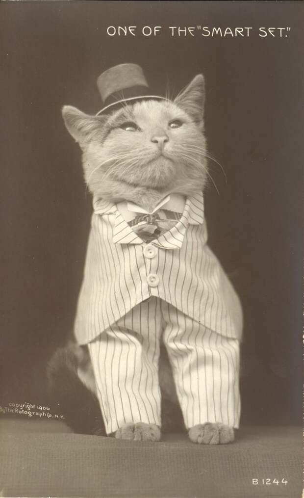 Очаровательные винтажные кошки, которые докажут, что коты правили миром во все времена