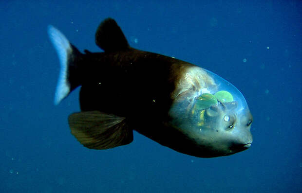 4. Рыба с прозрачной головой животные, природа, факты