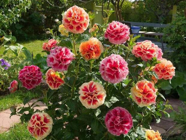 Посадите однажды – и можно забыть на век: куст, который растет 100 лет и пышно цветет