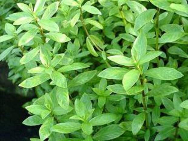 Гигрофила многосеменная или  индийская или Болотник (Hygrophila polysperma) - 