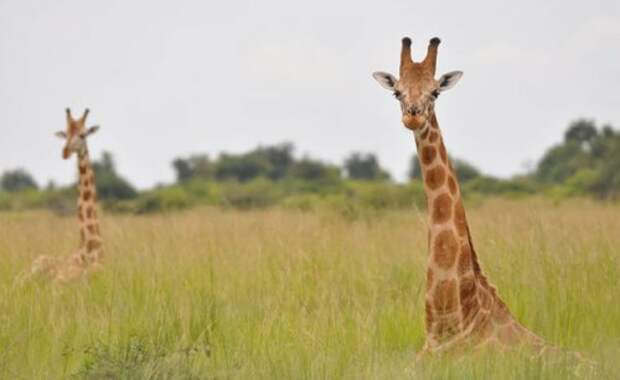 ТОП-10: Необычные факты и истории о жирафах