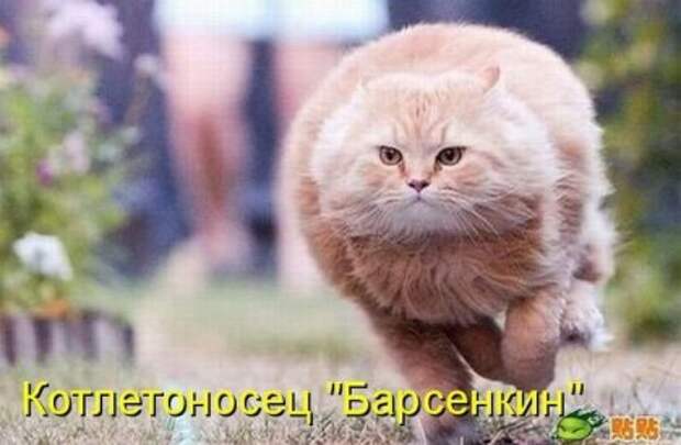 Котоматрицы: Мысли вслух