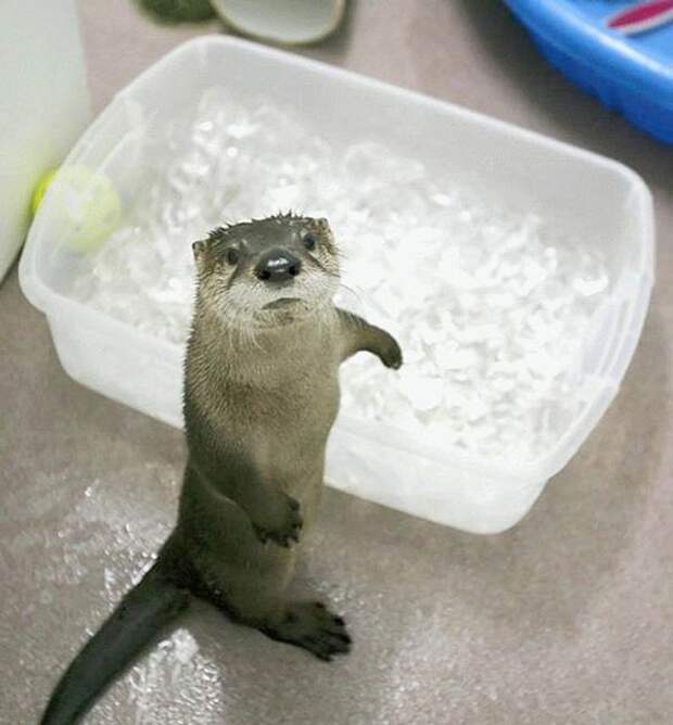 cute-animals-baby-otter-ice-bath-pics-620x