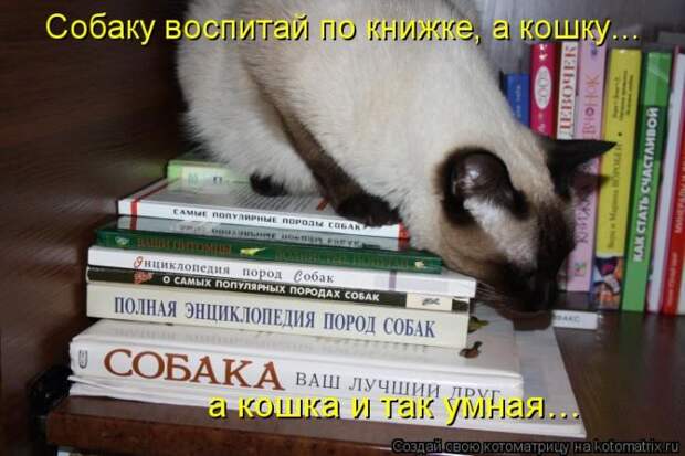 Лучшие котоматрицы недели (50 фото) Лучшие котоматрицы недели (50 фото)