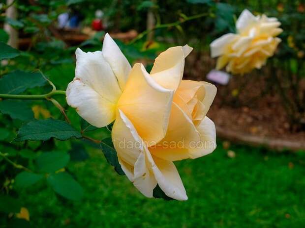 Фото шикарных роз из королевского парка 13