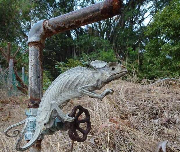 Хамелеон, мумифицированный заживо тропическим солнцем