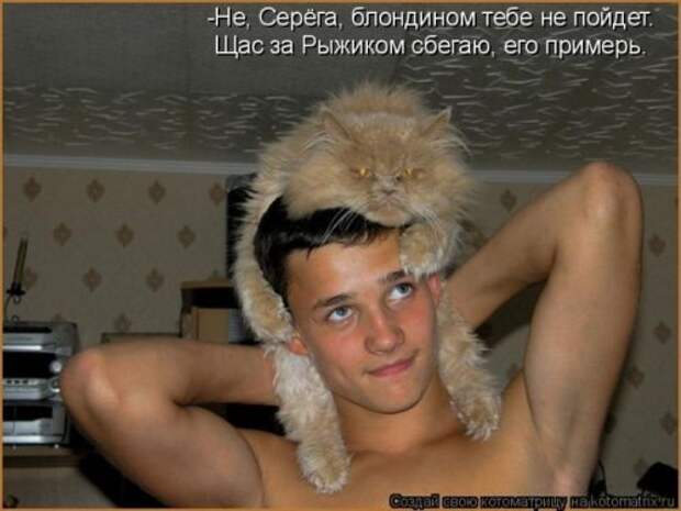 Новая котоматрица за неделю