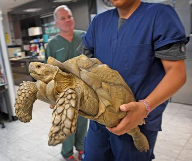 В США ищут хозяина потерявшейся огромной черепахи