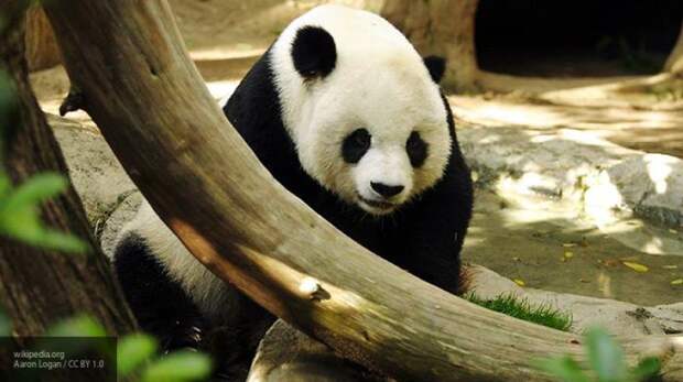 В Китае запретили фотографироваться с пандами и подкармливать их