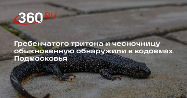 Гребенчатого тритона и чесночницу обыкновенную обнаружили в водоемах Подмосковья