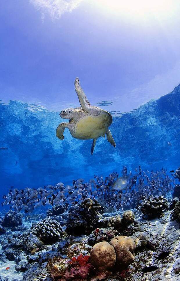 Лучшие фотографии International Photography Awards (IPA) 2007