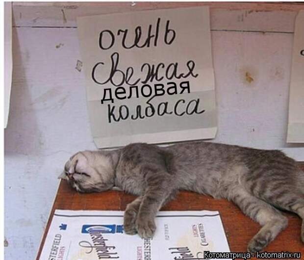 Забавные животные (50 фото)