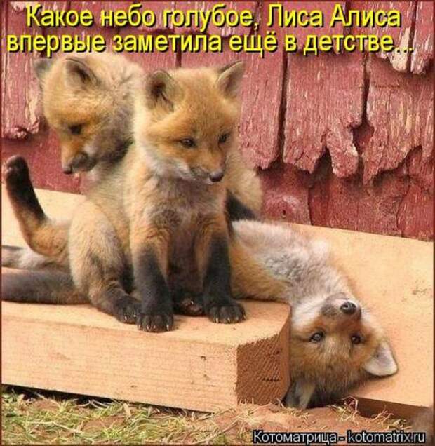 Котоматрицы(картинки с надписями)