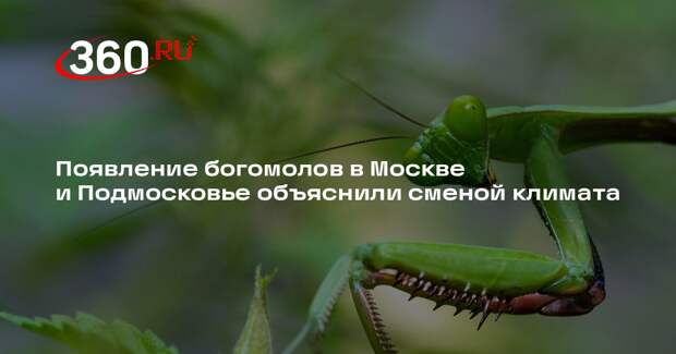 Биолог Марьинский: богомолы станут частью фауны Москвы и Подмосковья