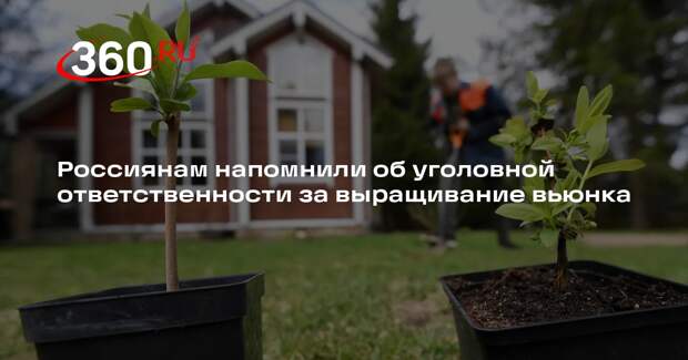 Россиянам напомнили об уголовной ответственности за выращивание вьюнка