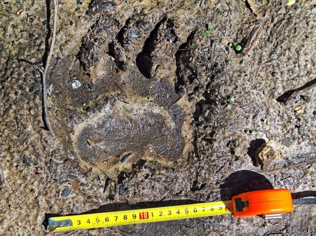 На границе Тульской и Калужской областей обнаружены следы молодого медведя