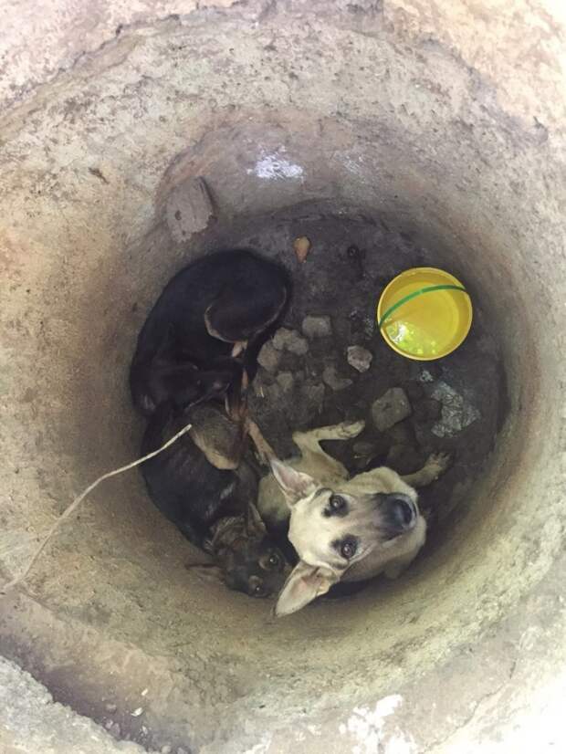 В севастополе спасли трех истощенных собак, которых кто-то бросил в колодец новости, собаки, спасение