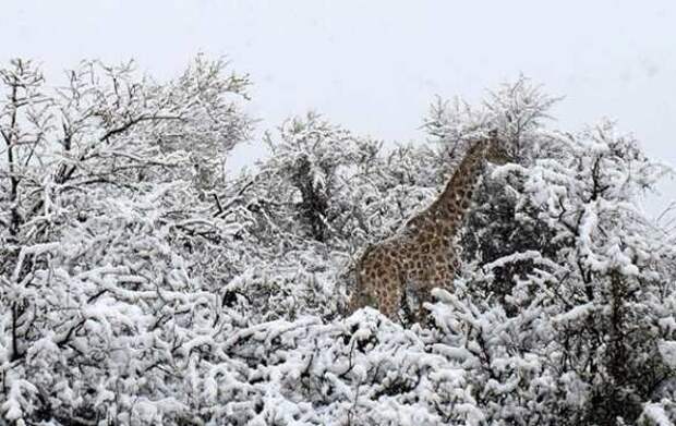 Южную Африку завалило снегом: жирафы и слоны бродят по сугробам