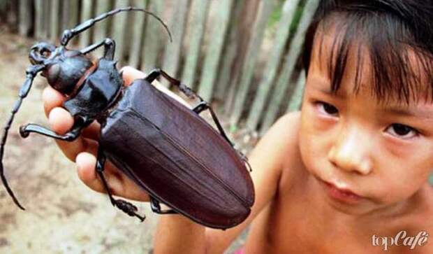 Дровосек-титан - одно из самых странных насекомых планеты