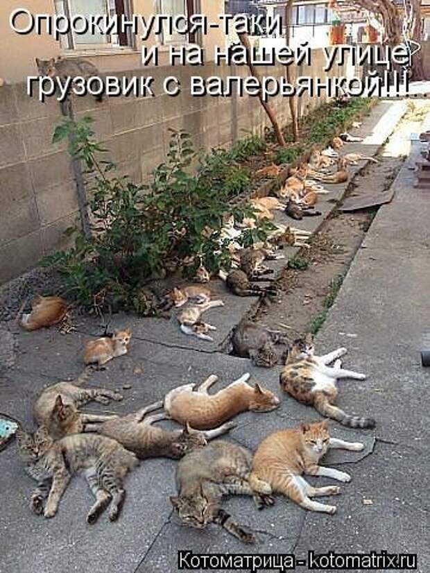 Новый сборник свежих котоматриц (30 шт)