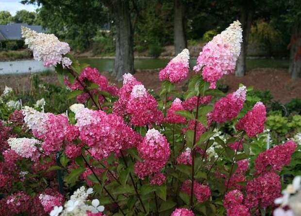 Hydrangea paniculata &amp;amp;amp;amp;amp;amp;amp;#39;Fraise Melba&amp;amp;amp;amp;amp;amp;amp;#39;