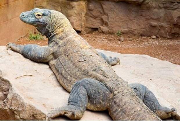 Тень динозавров. Комодский «дракон» — самая крупная ящерица современности!