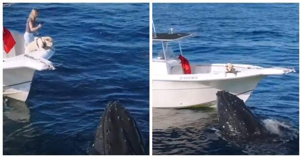 Встреча пса с китами