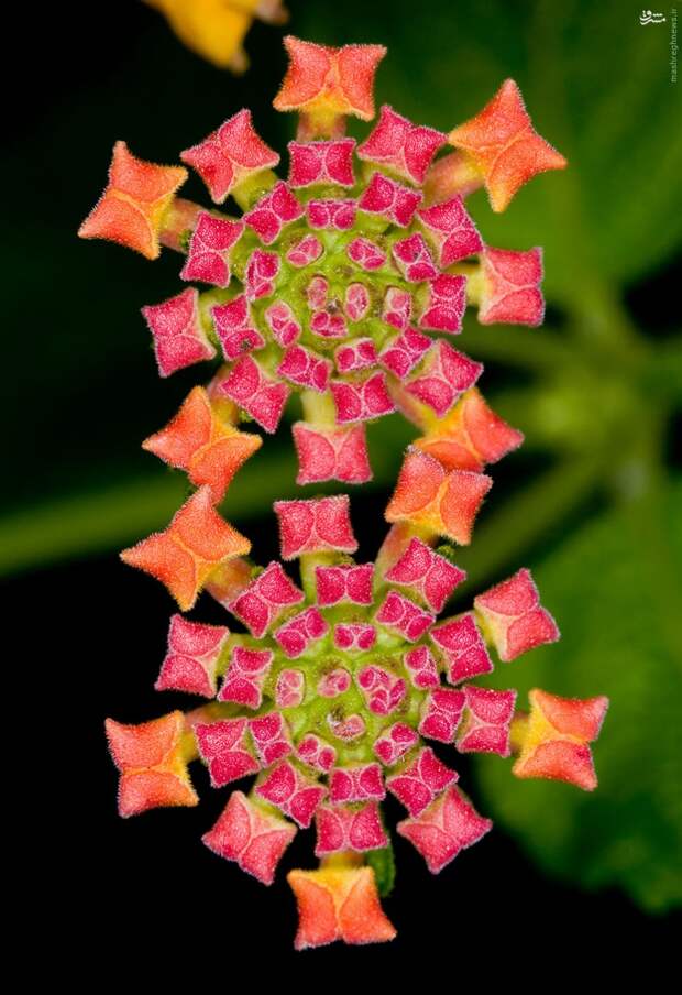 Симметрия в природе - фотографии геометрически идеальных растений.