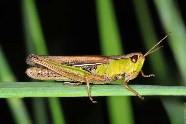 Фотография: Микромир Байкала №3 - BigPicture.ru