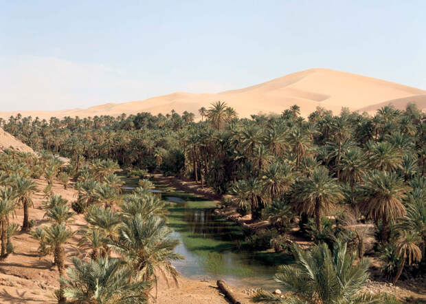 Когда в Аравийской пустыне зажурчат реки и будут шуметь леса? 