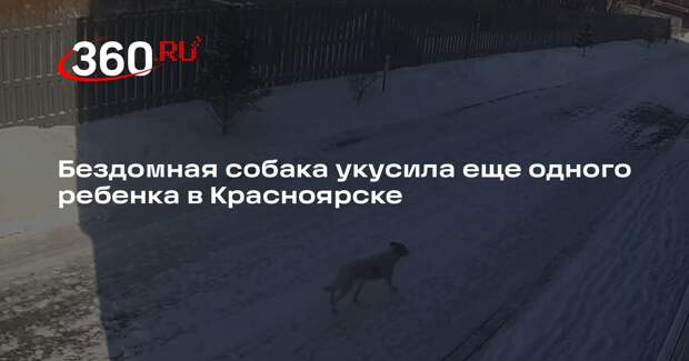Бездомная собака укусила еще одного ребенка в Красноярске