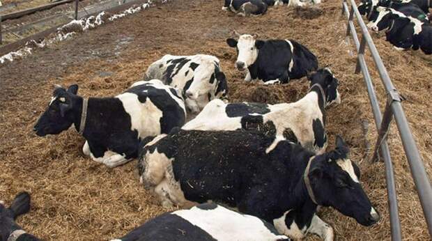 Некоторые «баги» нацпроектов