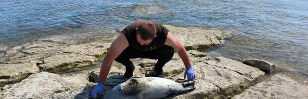 Еще 27 мертвых тюленей обнаружили на Каспии в Мангистау
