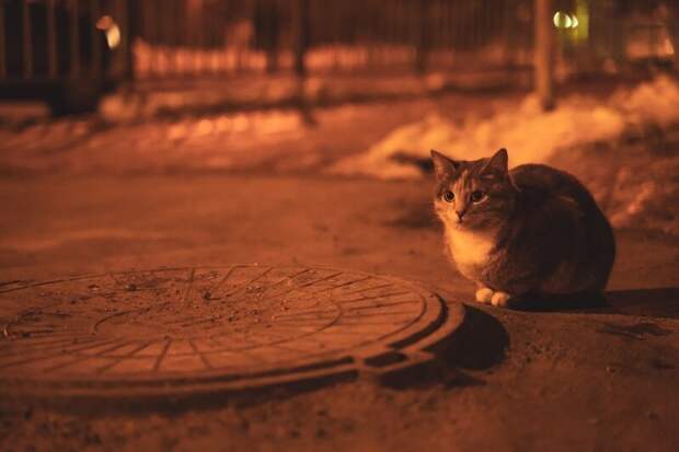 Котики всех стран, объединяйтесь! братья наши меньшие, город, дворовые кошки, кот, улица, уличные кошки, эстетика