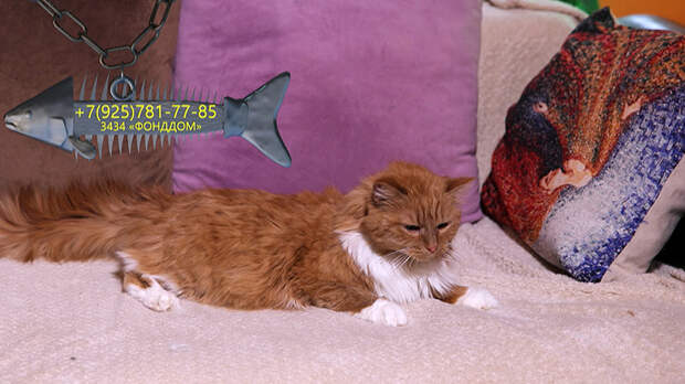 Смелая Зара