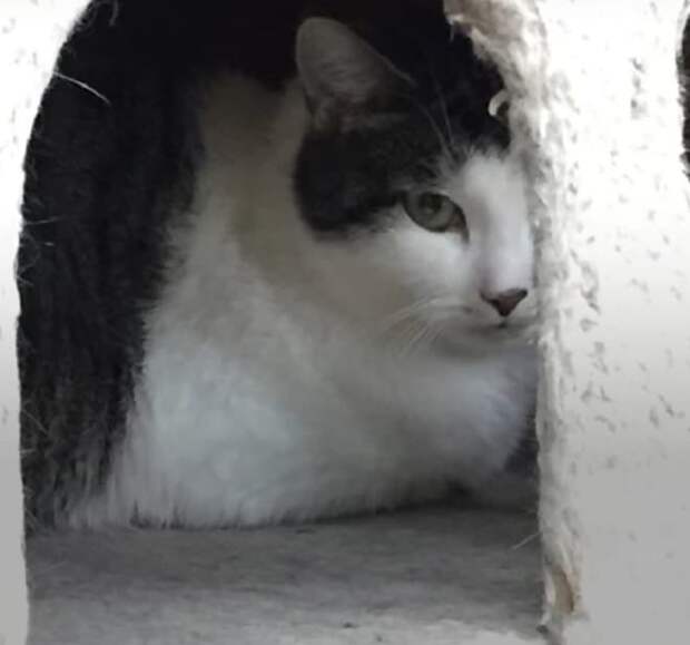 Кошка в домике