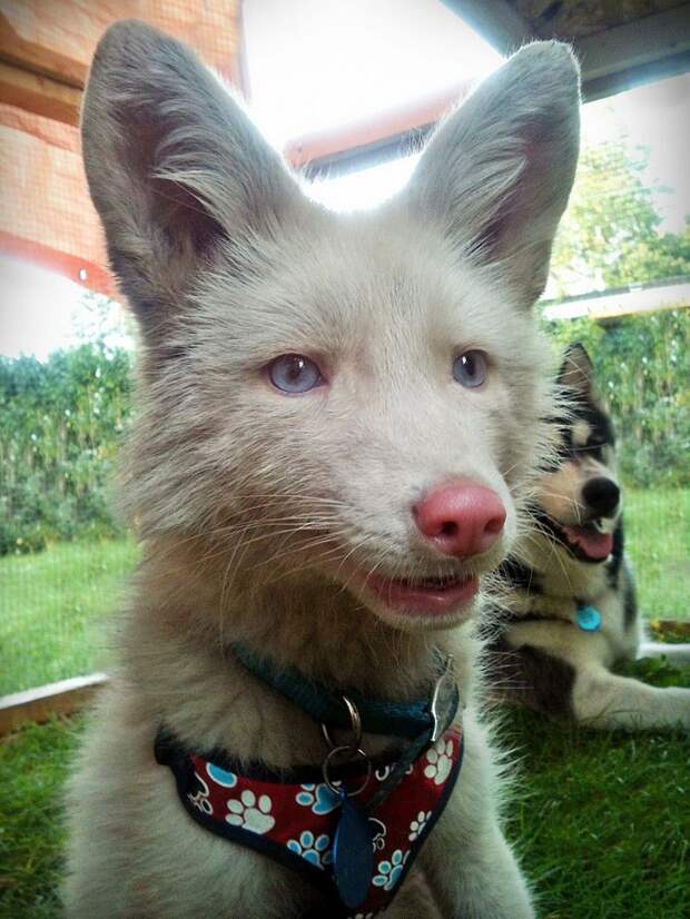лис, Мико