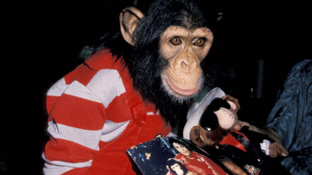 Пережил своего друга: как живет обезьяна Майкла Джексона после смерти певца