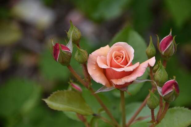 Теперь под окнами жителей цветут розы// pixabay