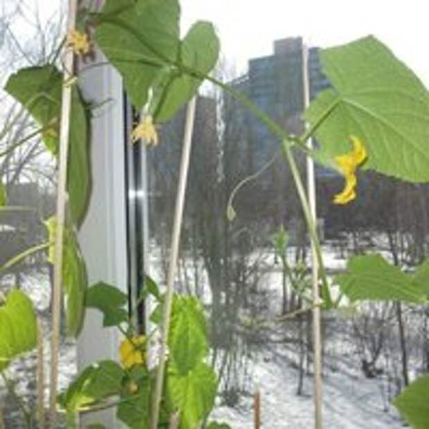 огурцы на окне выращивание зимой