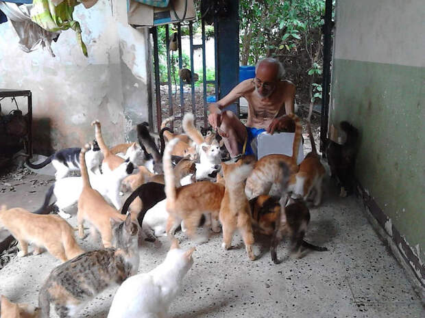Кошки в Венесуэле.
