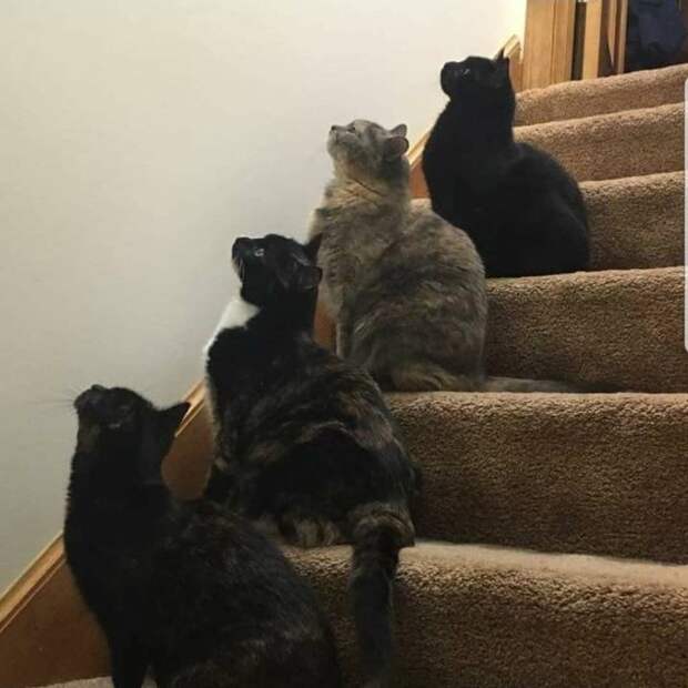25 кошачьих снимков, которые оставят вас с улыбкой на лице