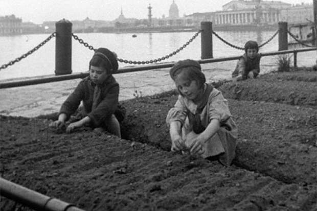 Урожай на газонах: как блокадный Ленинград спасал свою жизнь блокада, история, ленинград