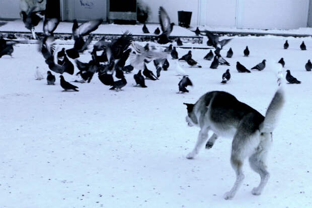 Бродячие собаки насмерть загрызли в Подмосковье мужчину и покалечили девушку
