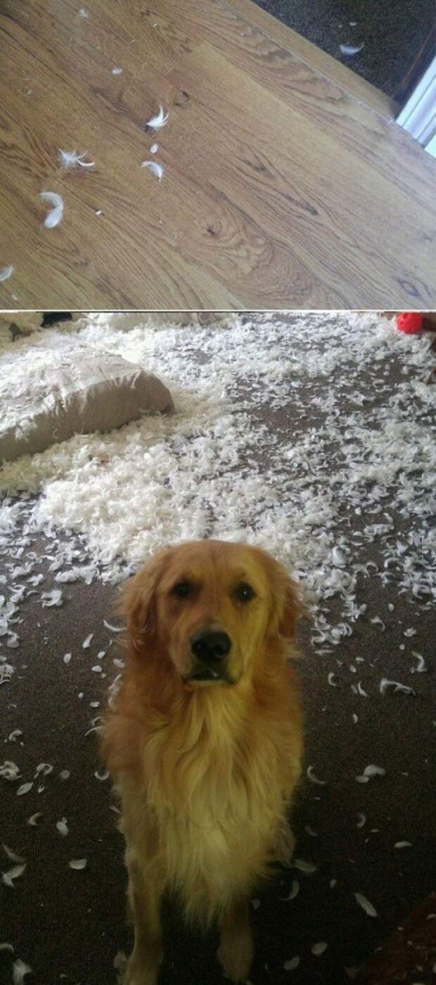 S проснулся и увидел это Люди делятся смешными и милыми фото своих животных