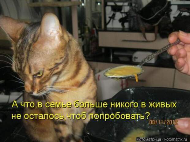 Котоматрицы (картинки с надписями)
