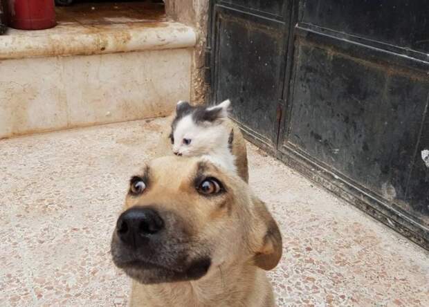 В Сирии оставшаяся без щенков собака усыновила брошенного котенка